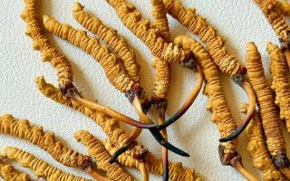 去西藏哪里買冬蟲夏草？藏農(nóng)神草那曲源頭品牌，解鎖本地正宗選購地